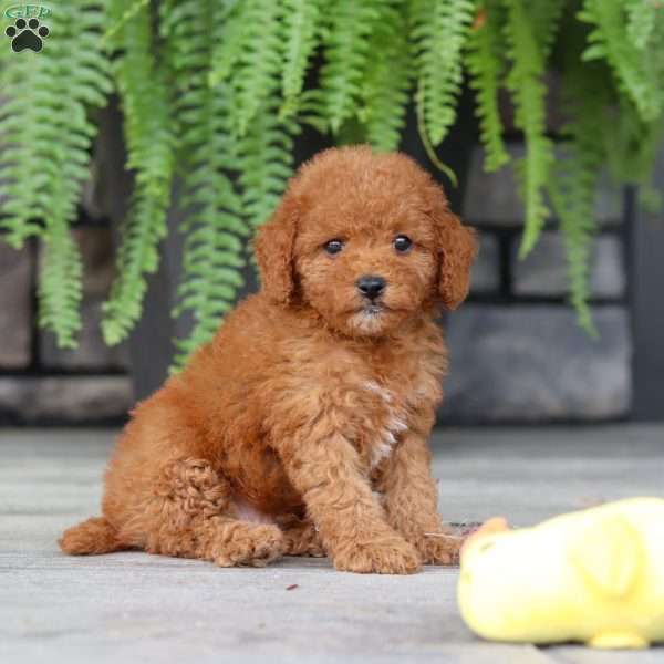 Ace, Cavapoo Puppy
